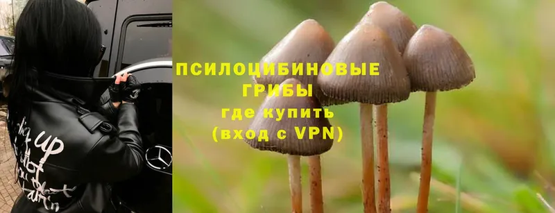 Галлюциногенные грибы Psilocybe  blacksprut зеркало  Уржум 